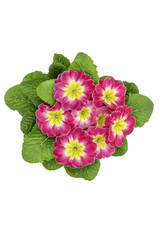 Obraz premium Primrose pink with yellow (Primula vulgaris) isolated on white