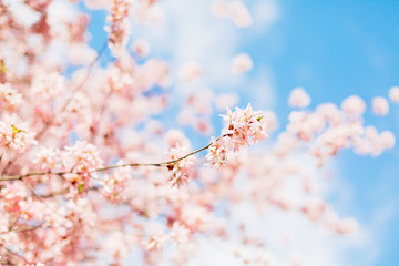 Beautiful sakura or cherry blossom with soft focus. Blue sky background.