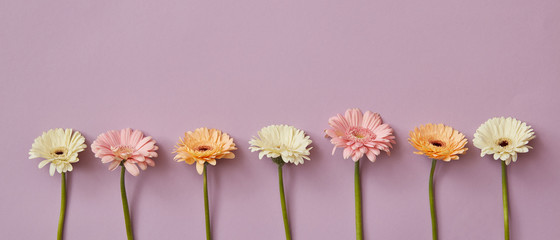 Spring composition from fresh fragrant gerberas on a pink paper background