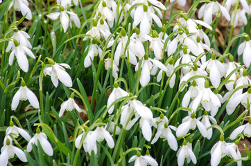 Large group of Snowdrops