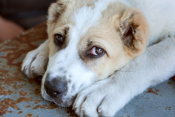 Small sad puppy.