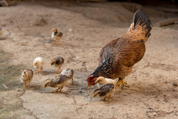 Chicken hen and chick are eating rice on floor