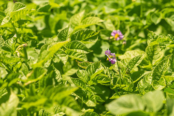 Green blooming potato plant