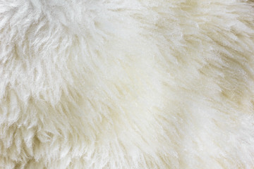 Natural Fur Texture 