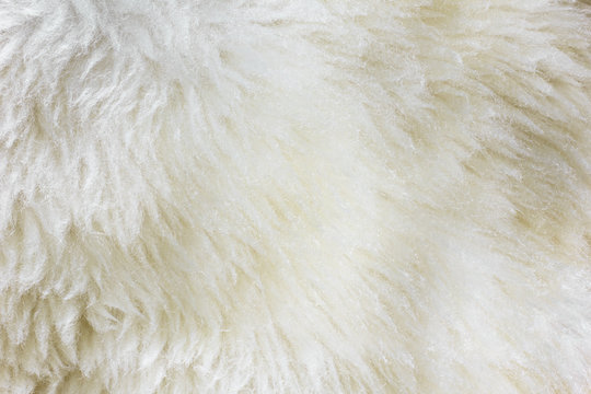 Natural Fur Texture 