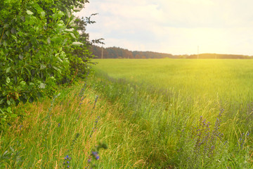 Green Wheat field