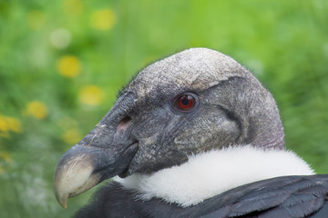 Condor des Andes