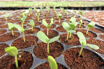 Growing organic vegetable farms for background