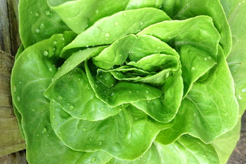 Growing organic vegetable farms for background