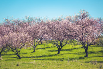 Pink Blooming Peach Trees at Spring