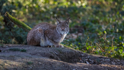 Naklejka na ściany i meble Lynx in woods Germany