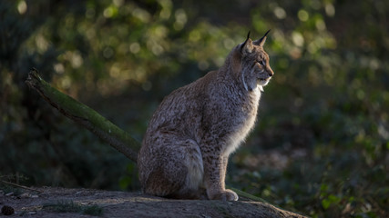 Lynx in woods Germany