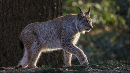 Lynx in woods Germany