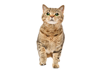 Funny curious cat Scottish Straight standing isolated on white background
