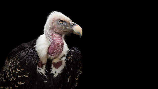 A Ruppell's Griffon Vulture (Gyps rueppellii).