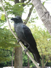 カラス