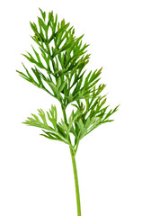 Obraz premium Green carrot leaf isolated on white background