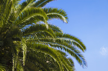 Fototapeta na wymiar Palm tree up close with nice details and bright green colors. Lovely blue sky background