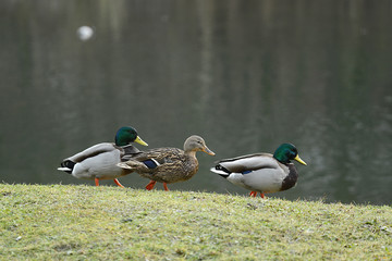 Enten auf und am Wasser