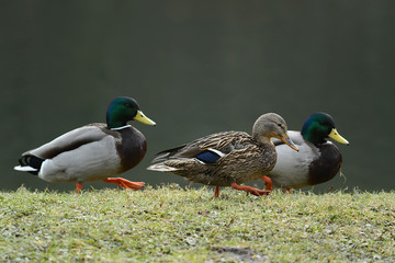 Enten auf und am Wasser
