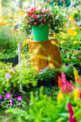 Home cozy garden on summer./ Flower pot in cozy home flower garden on summer.