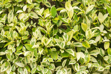 abstract green and yellow leaves background..