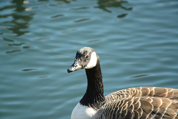 Wildgans auf dem Wasser