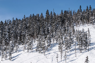 Winter mountain landscape with snow-covered fir trees