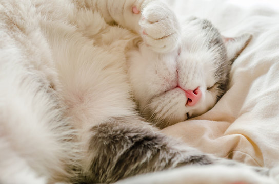 Portrait of a colorful cat sleeps 
