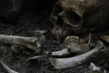 Close up of skulls and skeletons bones were unearthed from the graves in the horrible cemetery...