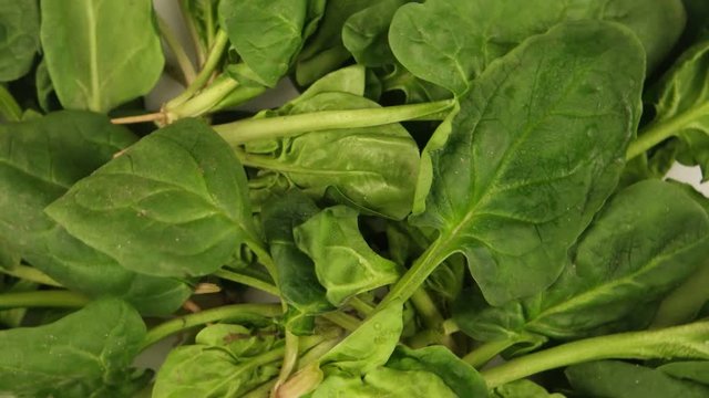Green leaves of young spinach, rotation, background