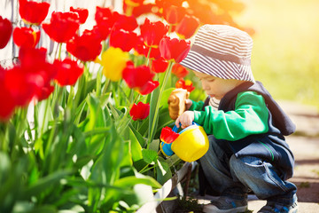 Little child walking near tulips on the flower bed in beautiful spring day
