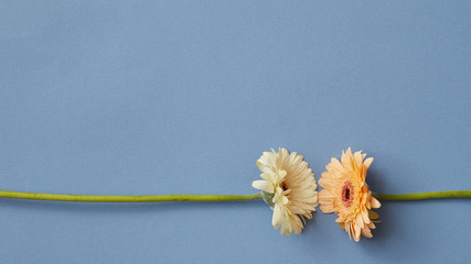 White and orange gerbera isolated on a blue paper background.