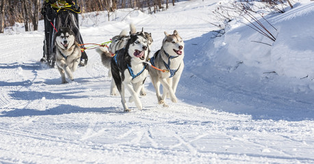 Husky dogs are pulling sledge at sunny winter forest