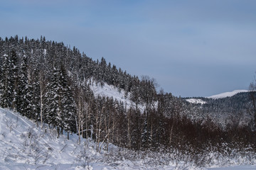 Winter mountain landscape with snow-covered fir trees