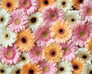 Fond floral de différentes fleurs de gerbera. Notion de printemps