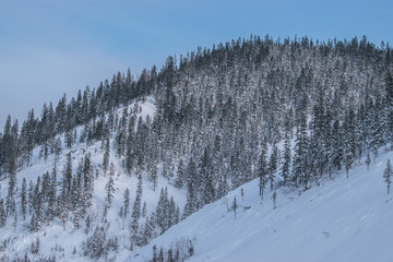 Winter mountain landscape with snow-covered fir trees