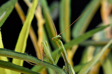 Mantis from family Sphondromantis (probably Spondromantis viridis) lurking on the green leaf