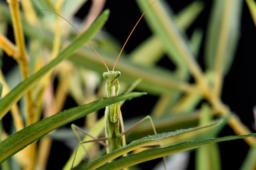 Mantis from family Sphondromantis (probably Spondromantis viridis) lurking on the green leaf