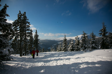 Landscape of trees with snow during sunny winter day in Czech mountains