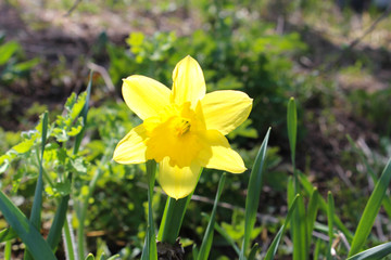 Yellow daffodil macro in garden