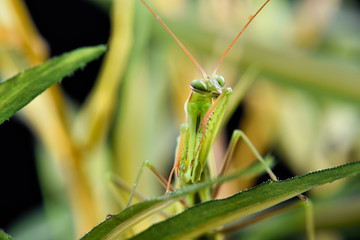 Mantis from family Sphondromantis (probably Spondromantis viridis) lurking on the green leaf