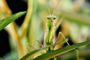 Mantis from family Sphondromantis (probably Spondromantis viridis) lurking on the green leaf