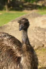 Common ostrich