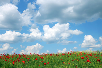 red poppies flower meadow and blue sky landscape spring season