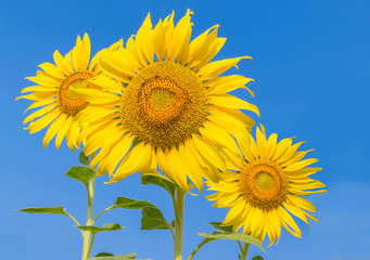 The beautiful of sunflower with the blue sky cloud background.