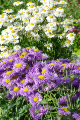 Erigeron and Daisy, or leucanthemum vulgare, on a flowerbed in the garden