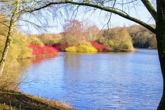 Foliage in vibrant colours fill a small island out on the lake on a winter morning.