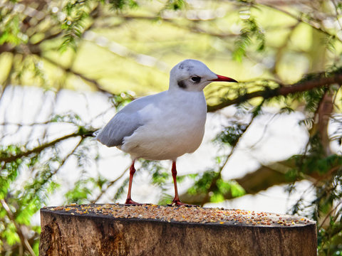 Close up of an alert Black Headed Gull, in winter plumage, on a feed table