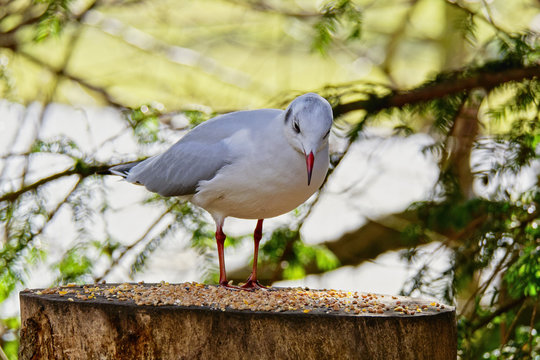On a woodland feeding table an alert Black Headed Gull, in winter plumage, looks down at the food.